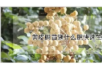 黄皮树苗施什么肥快速生长