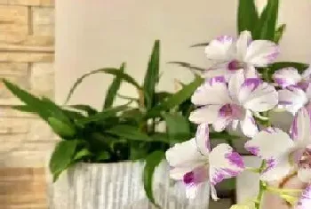 石虎兰一年开几次花?石虎兰形态特征与植物学史