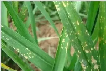 冬季小麦除草如何避免药害