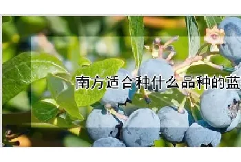 南方适合种什么品种的蓝莓