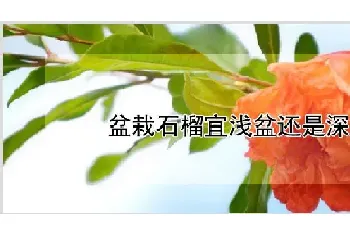 盆栽石榴宜浅盆还是深盆