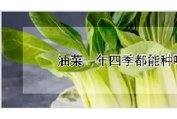 油菜一年四季都能种吗