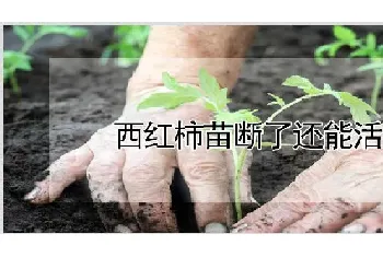 西红柿苗断了还能活吗