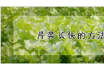 芹菜长快的方法