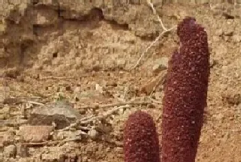 壮阳的植物有哪些?壮阳的植物大全