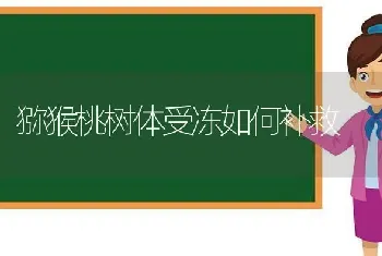 猕猴桃树体受冻如何补救