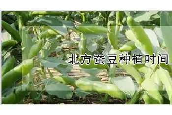 北方蚕豆种植时间