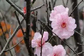 腊梅有几种颜色?腊梅的形态特征与植物学介绍