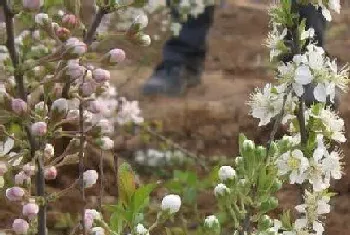 钙果一年开几次花?钙果形态特征与植物学史