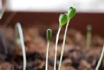 豆芽种植时间和方法,种植过程与注意事项?