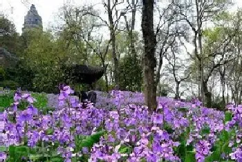 二月兰一年开几次花?二月兰形态特征与植物学史