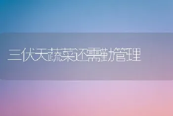 三伏天蔬菜还需勤管理