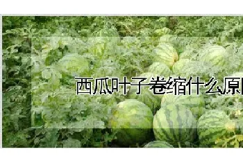 西瓜叶子卷缩什么原因