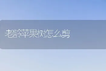 老龄苹果树怎么剪