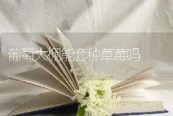 葡萄大棚能套种草莓吗