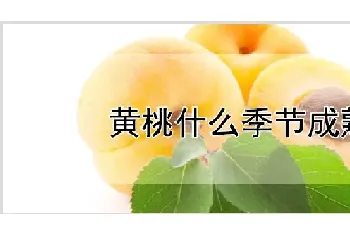 黄桃什么季节成熟