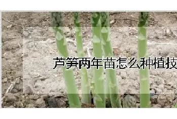 芦笋两年苗怎么种植技术