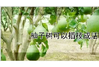 柚子树可以插枝成活吗