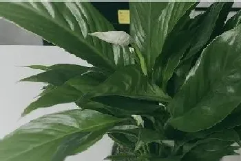 招财植物有哪些?招财植物大全