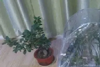 植物如何过冬图片,各种植物过冬的方式与办法?