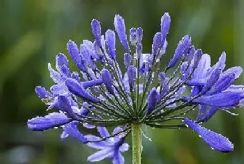 百子莲一年开几次花,花期月份与时间?