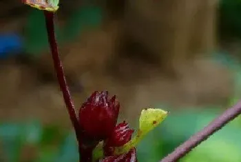 红桃k几月份开花结果?