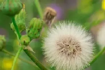 蒲公英几点开花时间,什么季节开放?