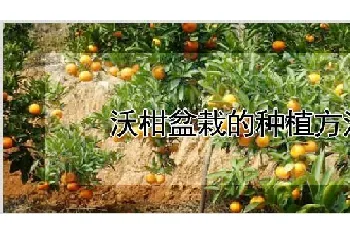 沃柑盆栽的种植方法