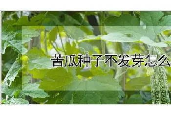 苦瓜种子不发芽怎么办