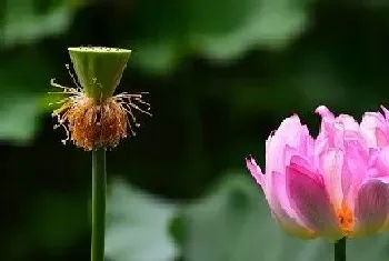 莲花是什么季节开的花?