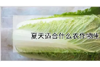 夏天适合什么农作物生长