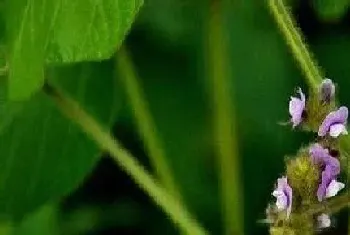 大豆什么时候开花,在几月份开花?大豆什么时候开花,在的功效与作用