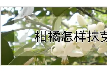 柑橘怎样抹芽