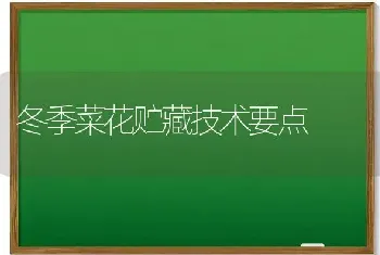 冬季菜花贮藏技术要点