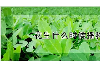 花生什么时候播种