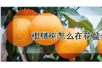 柑橘树怎么在花盆养