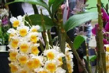 球花石斛什么时候开花,花期多长时间?