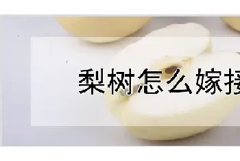 梨树怎么嫁接