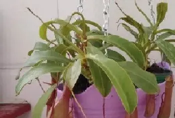 猪笼草是热带植物吗?