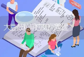 大豆鼓粒期应如何管理