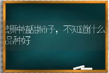 想种植甜柿子,不知道什么品种好