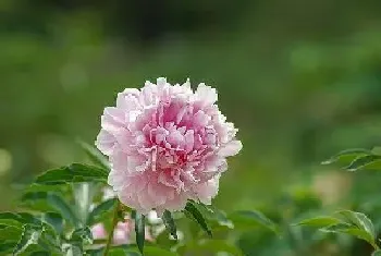 芍药花风水寓意与作用,家里摆放芍药花风水禁忌