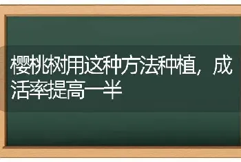 樱桃树用这种方法种植,成活率提高一半