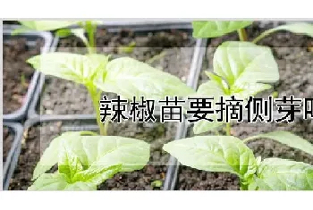 辣椒苗要摘侧芽吗