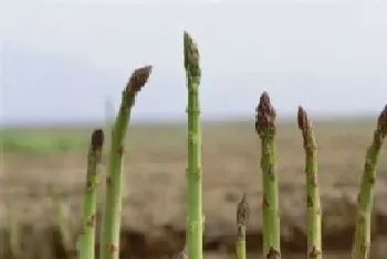 芦笋什么时候种植最好,南方芦笋种子几月份播种合适?