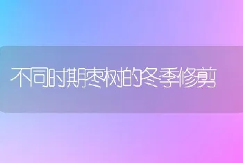 不同时期枣树的冬季修剪