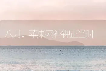 八月,苹果园补钾正当时