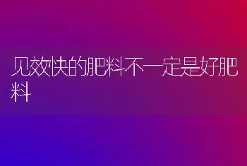 见效快的肥料不一定是好肥料