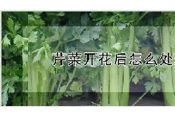 芹菜开花后怎么处理