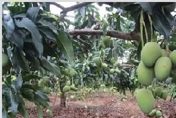 芒果病虫害的药剂防治方法